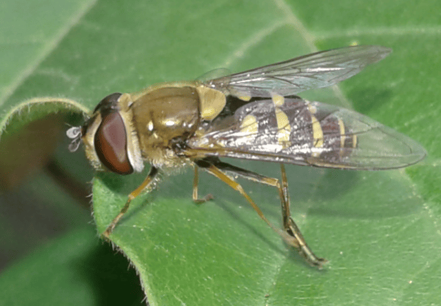 Syrphidae : femmina di Syrphus sp.? S, di Syrphus vitripennis